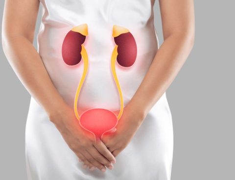 المسالك البولية