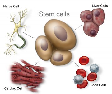 Stem cell treatments Thailand