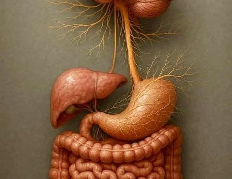 Stomach and Colon